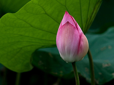 Pink lotous blossom.