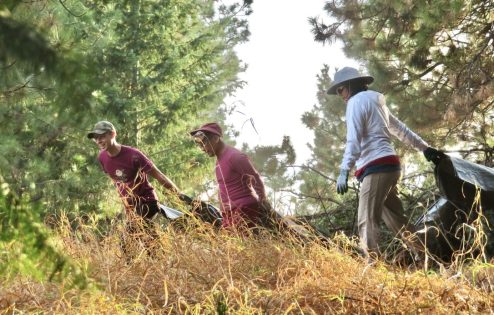 Three people dragging dead wood out of the forest