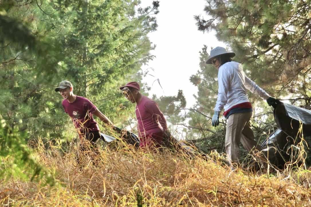 Three people dragging dead wood out of the forest