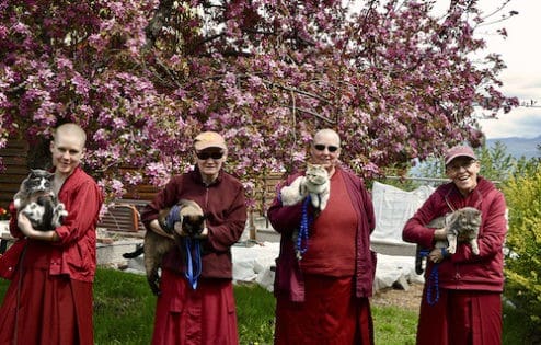 Four nuns with four Sravasti Abbey cats named after the four immeasurables.