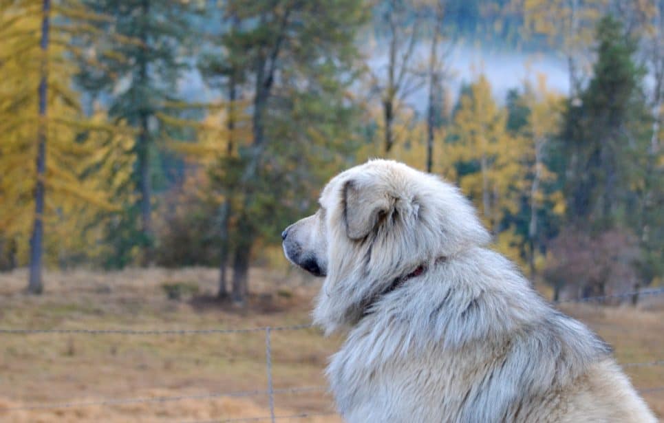 Shaggy dog looking into the distance with fall trees in background