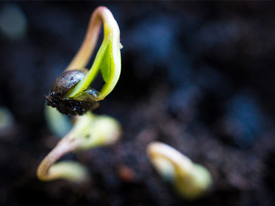 A seed just beginning to sprout.
