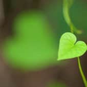 Bright green heart-shaped leaf.