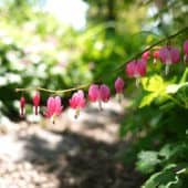 Bleeding heart flowers in the Sravasti Abbey garden.