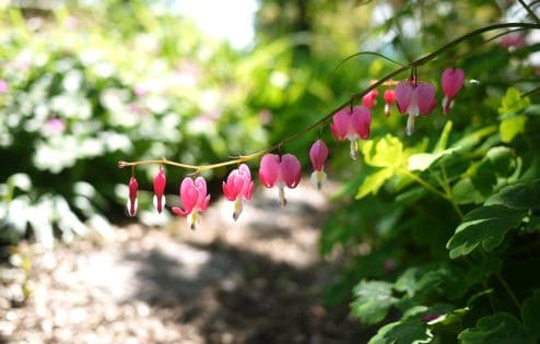 Bleeding heart flowers in the Sravasti Abbey garden.