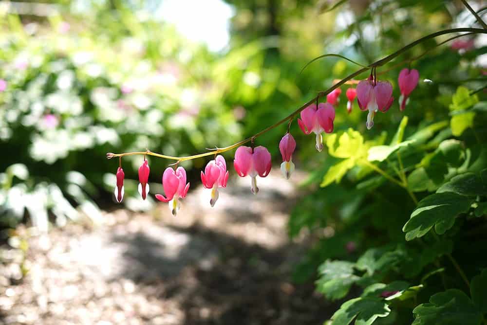 Bleeding heart flowers in the Sravasti Abbey garden.