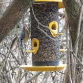 A bird enjoys eating at a feeder in the middle of winter.