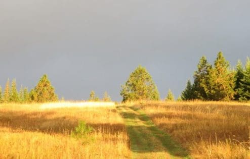 Meadow Path