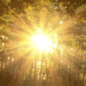 Rays of sun coming through trees.