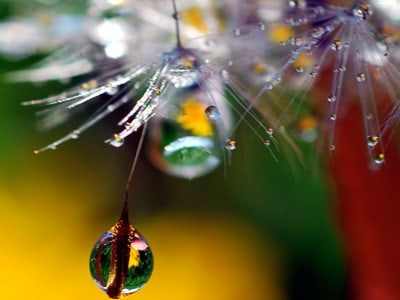 Small waterdrops on the dandelion seeds.