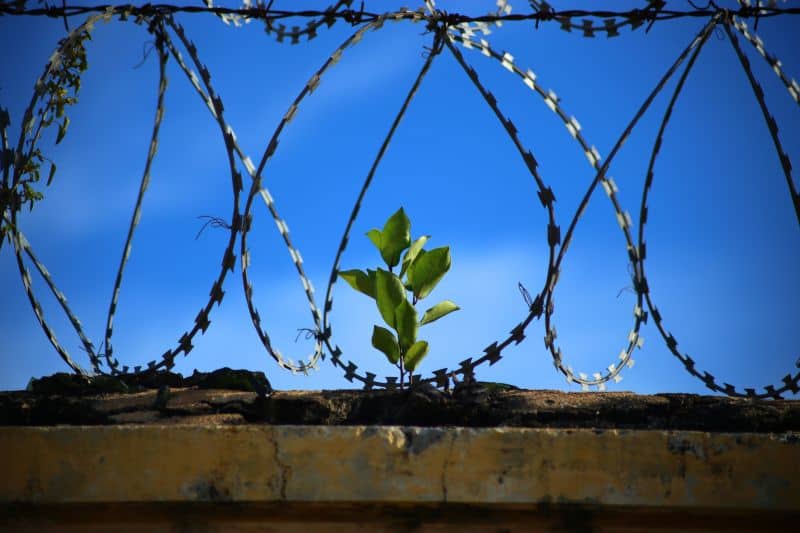 Barbed wire against blue sky with one plant growing