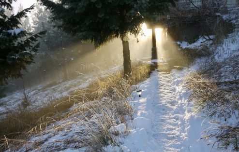 Sunlight streaming through the tress onto a snowy path in the woods