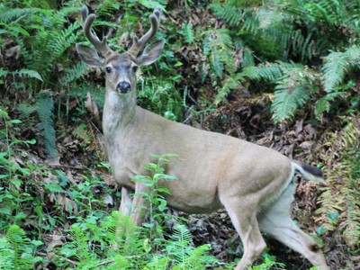 A buck standing still, looking toward the camera.