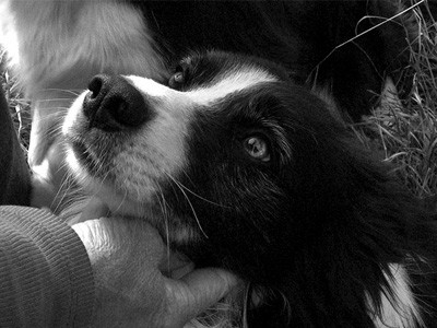 Dog looking up at owner.