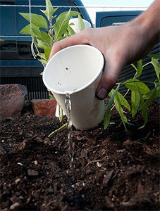 A hand holding a cup of water, pouring it onto seeds.