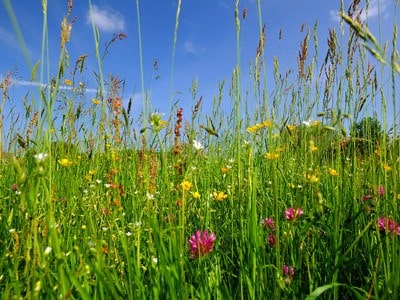 Wildflowers and grasses.