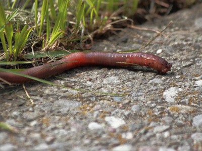 Worm crawling on concrete.