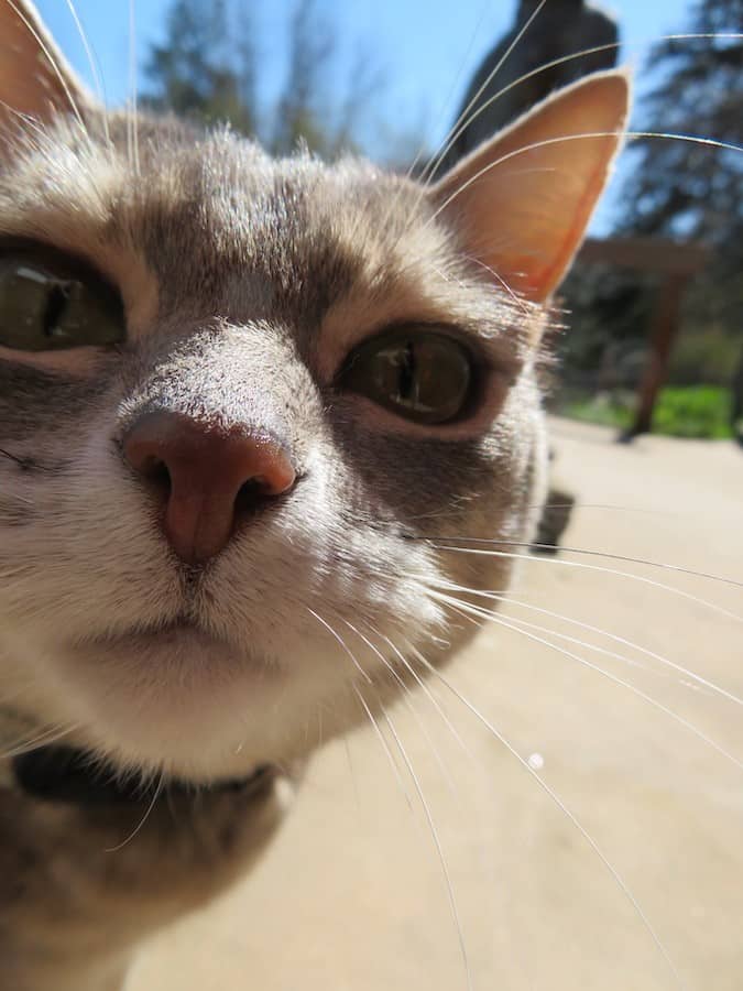 Close-up of Mudita the cat looking into the camera.