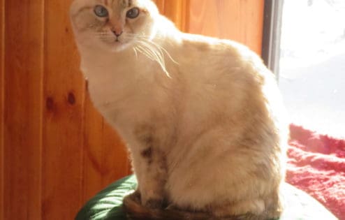 Karuna the cat sits on a meditation cushion.