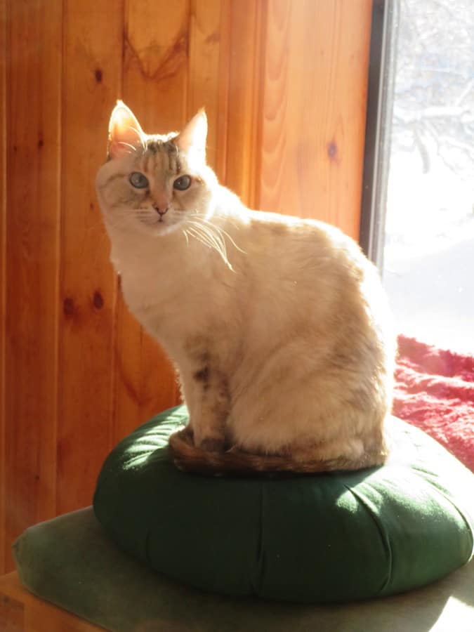 Karuna the cat sits on a meditation cushion.