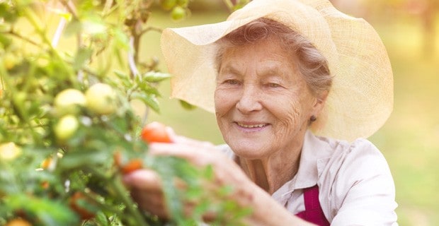 Elderly woman picking tomatoes from garden.