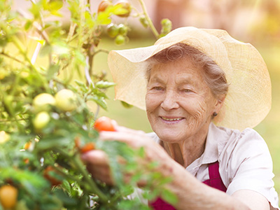 Elderly woman picking tomatoes from garden.