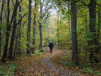 Man walking through forest.