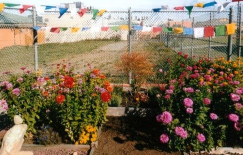 Prayer flags and a rose garden in the courtyard of a prison.