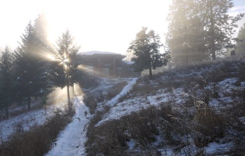 Sun shines through the trees in the Winter.