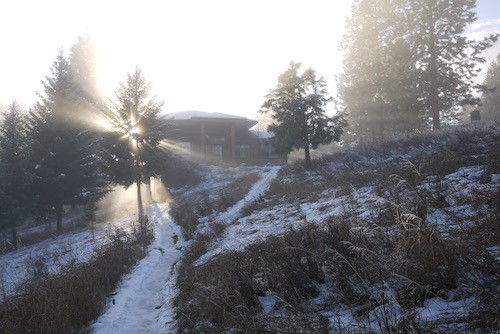 Sun shines through the trees in the Winter.