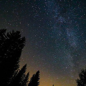 Silhouette of trees against a dark night sky filled with stars.