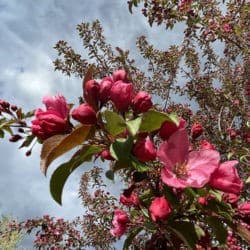 Red flowers bloom on a branch of a tree against the sky.