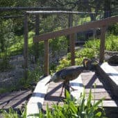 A turkey walks up a flight of stairs outdoors.