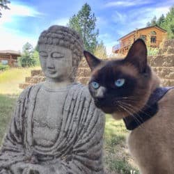 Sravasti Abbey cat Upekkha sits next to a Buddha statue outdoors.