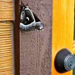 A black and white butterfly rests on the edge of a doorframe.