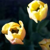 Two yellow tulips opening.