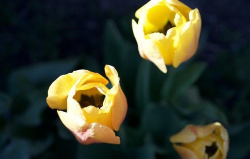 Two yellow tulips opening.