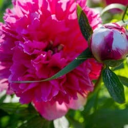 A bright pink flower in full bloom next to a closed bud.