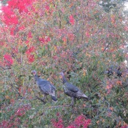 Two turkeys perch on a branch in a tree with red flowers in bloom.