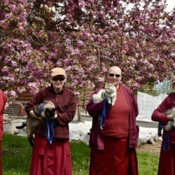 Four abbey nuns carrying the four Abbey cats who are named after the four immeasurables.