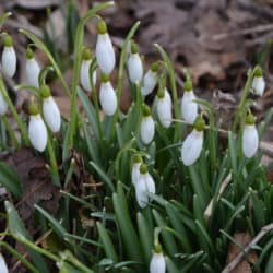 Snowbells emerging from the earth in the early spring.