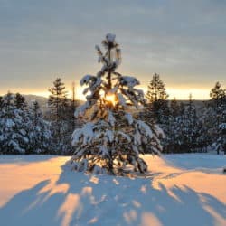 Sunrise over trees covered in snow.