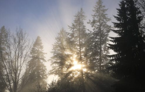 Light comes through behind fir trees.