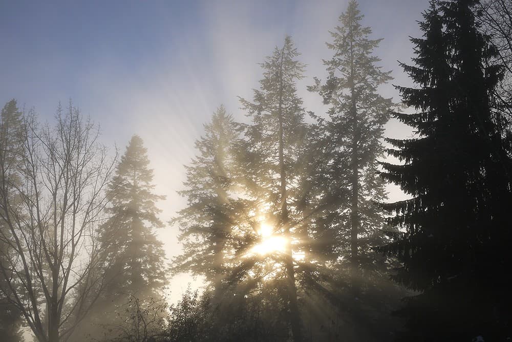 Light comes through behind fir trees.