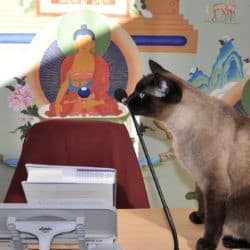 Upekkha the cat sits on the teacher's table with his nose on the gooseneck microphone.