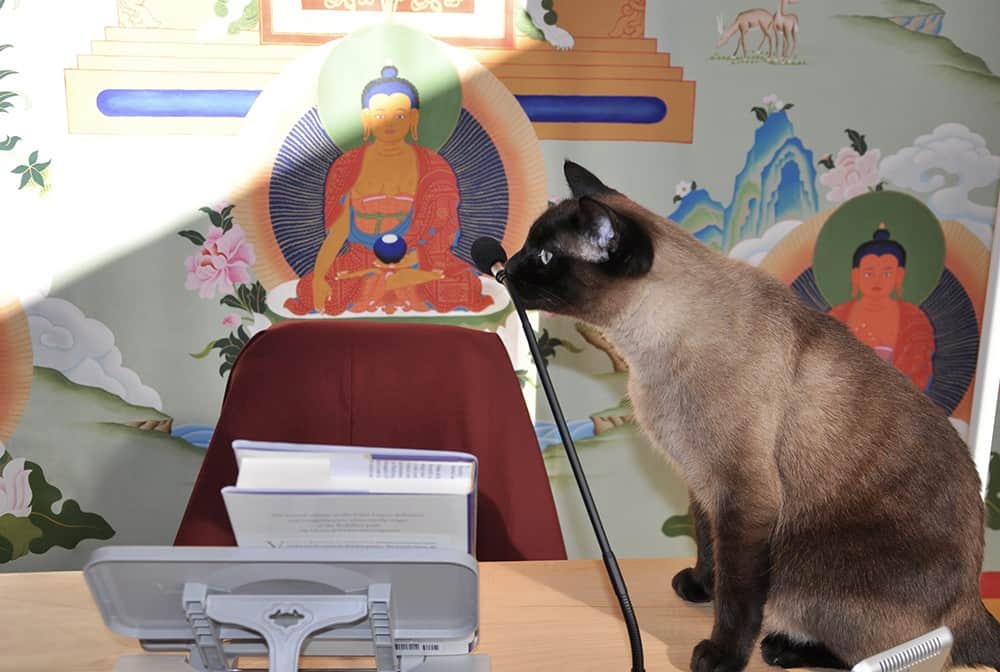 Upekkha the cat sits on the teacher's table with his nose on the gooseneck microphone.