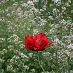 A red rose blooms in a field of white flowers.