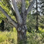 A tree with knobs that look like two eyes and a mouth.