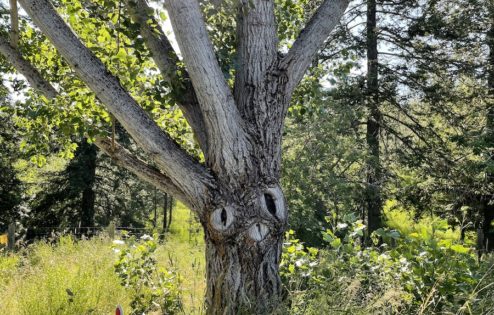 A tree with knobs that look like two eyes and a mouth.