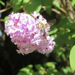 A bee extracts honey from a cluster of bright pink flowers.